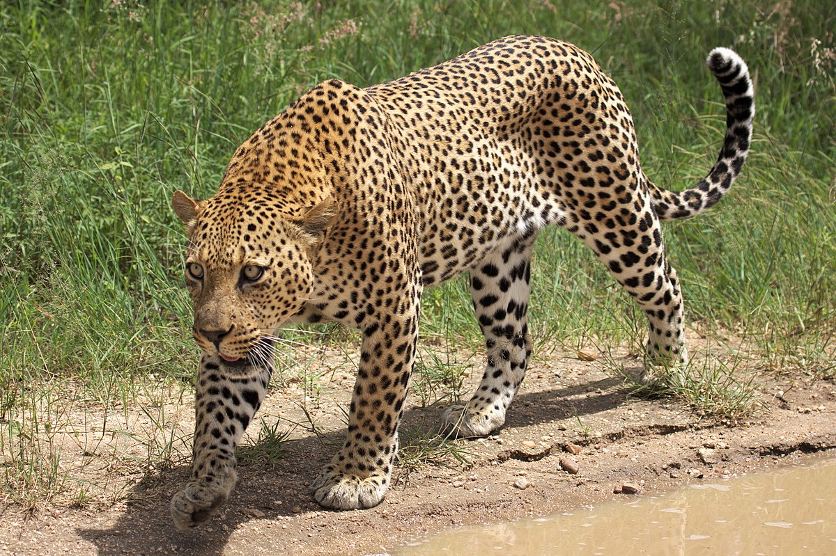Mamă eroină în India. Femeia a ajuns la spital după ce s-a luptat cu un leopard pentru a-și salva fiul