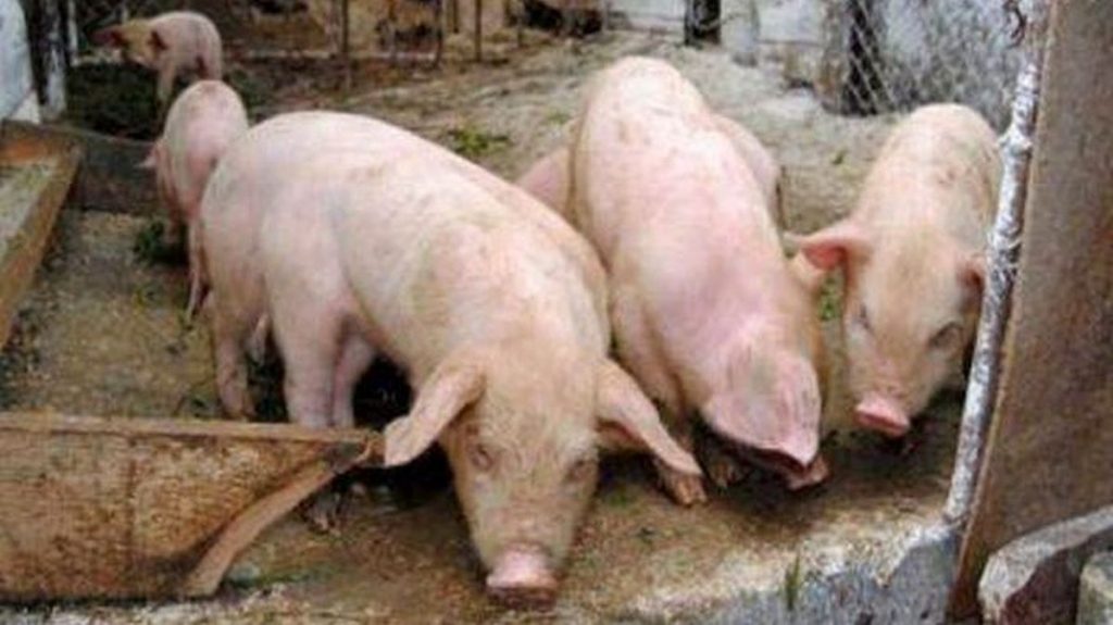 România înregistrează 409 focare active de pestă porcină africană în 32 de judeţe. ANSVSA a făcut anunțul