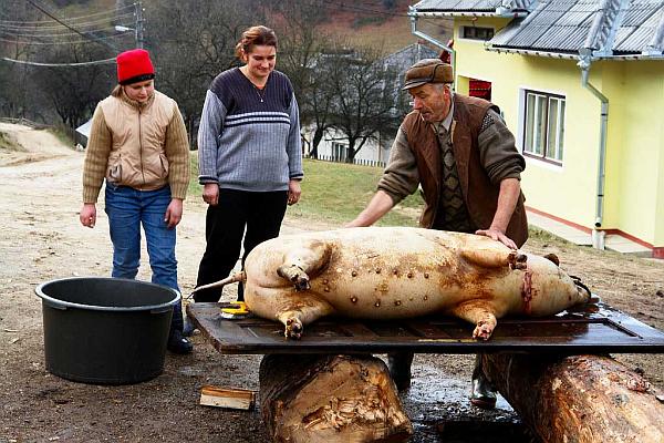 Direcția Sanitar Veterinară oferă o listă de recomandări pentru Crăciun! Iată ce trebuie să respecte românii care vor să-și taie porcul