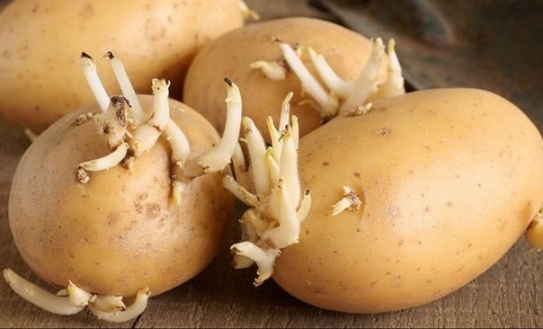 Cartofi încolțiți cu inflamații articulare