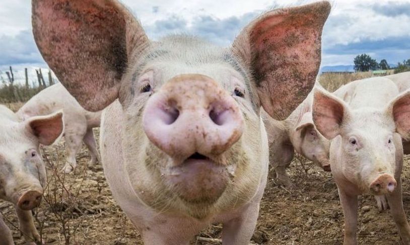 Focarele de pestă porcină africană, la porc domestic, din județul Iași au fost declarate închise