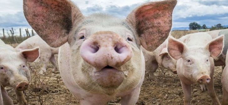 Nou focar de pestă porcină în Iași! Peste 3.500 de porci vor fi sacrificaţi
