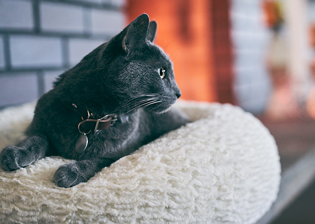 AlimentaÈia CorespunzÄtoare Pentru O PisicÄ Cu Cancer Buna Ziua Iasi Bzi Ro