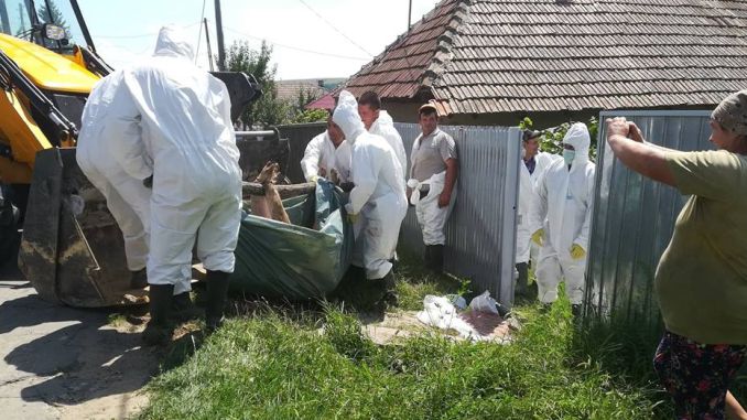 Alerta în țară. Focar de pestă porcină africană, descoperit în Bârlad. Ce măsuri de prevenire s-au luat