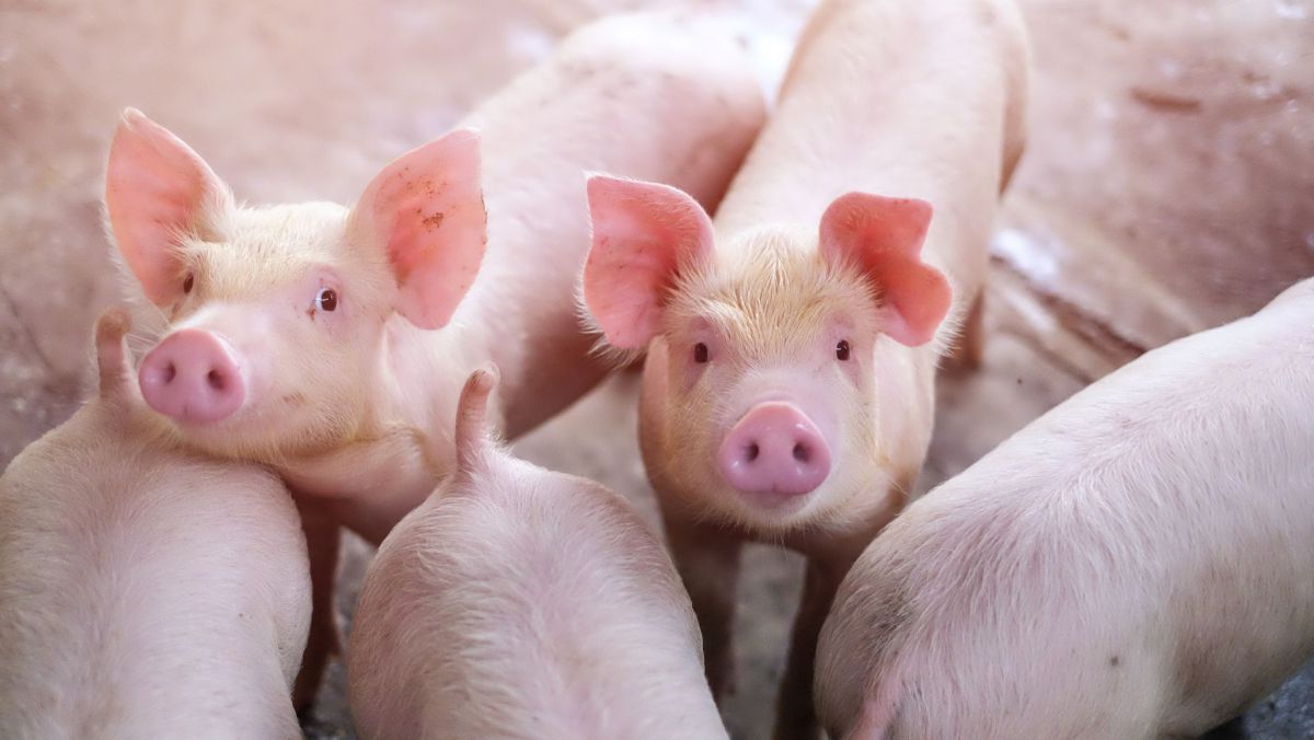 Iată ce trebuie să știi dacă dorești să cumperi carne de porc de pe internet