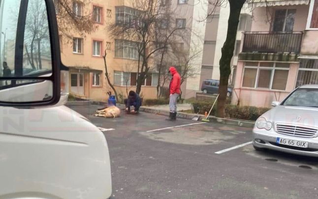 Ca în Evul Mediu! Mai mulți români au taiat porcul in parcarea unui bloc! Polițiștii au intervenit