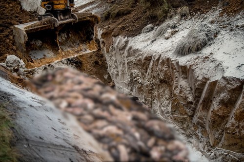 Cele 4 milioane de nurci, ucise de teama Covid-19 în Danemarca, vor fi dezgropate – FOTO