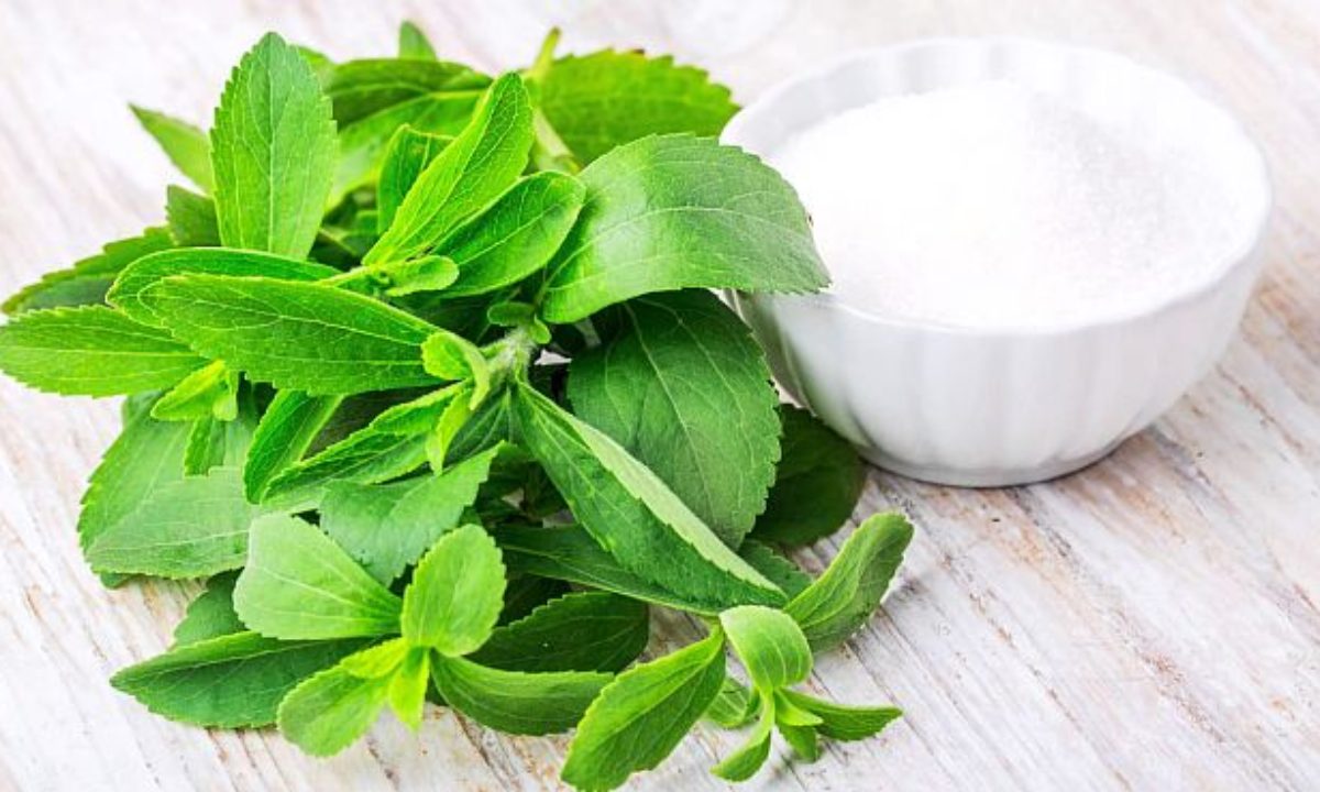 Stevia ar putea provoca un dezechilibru microbian intestinal