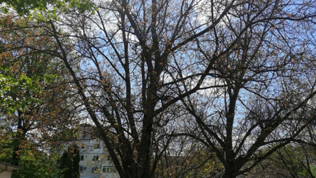 Copacii uscați și periculoși vor fi îndepărtați din Municipiul Iași