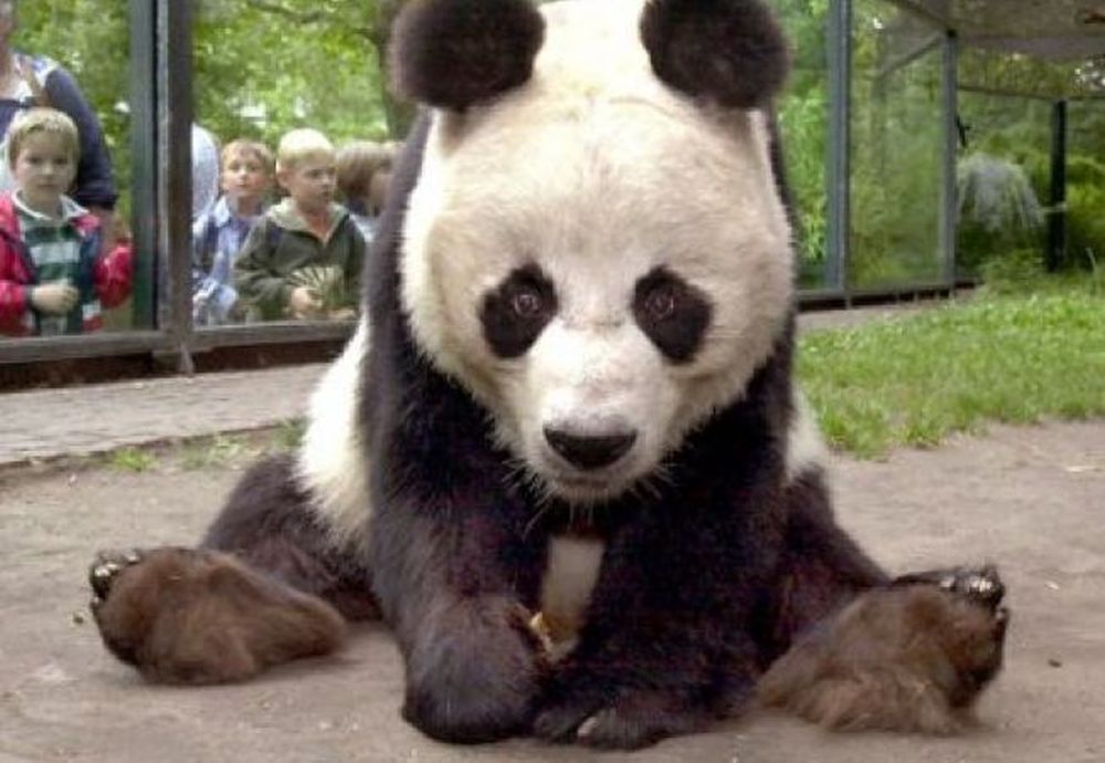 Xinxing, cel mai bătrân panda aflat în captivitate, a murit