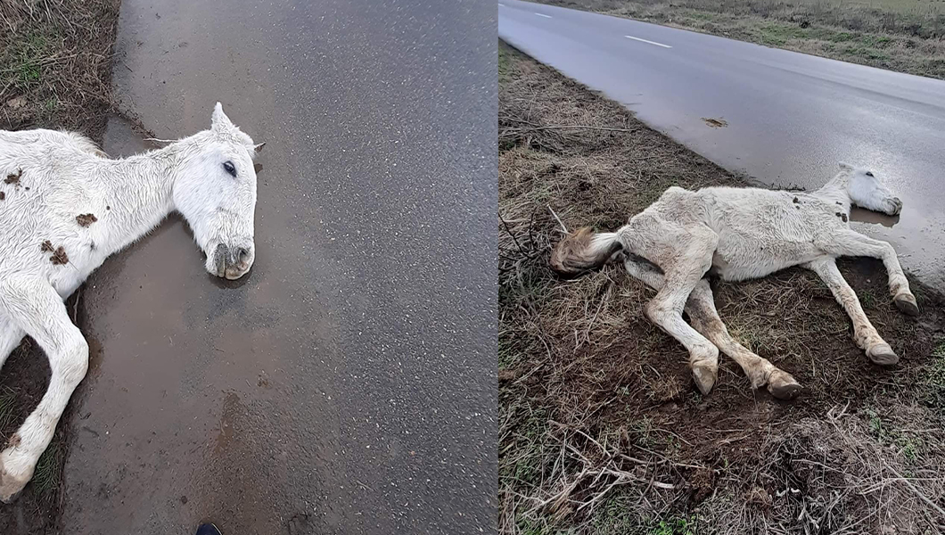 Revoltător! Un cal alb zace inert pe marginea drumului. Este bolnav și a fost abandonat! Cum s-a ajuns în situaţia asta