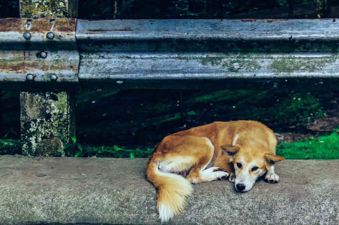 O profesoară de limba română din Bistriţa a abandonat un câine la marginea orașului: „Nu am vrut să-l omor”