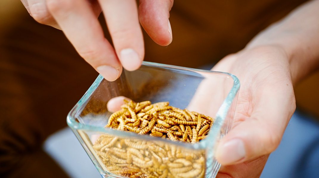 Viermele de făină, prima insectă declarată sigură pentru a fi mâncată de om! Anunțul a fost făcut de Autoritatea Europeană pentru Siguranța Alimentelor