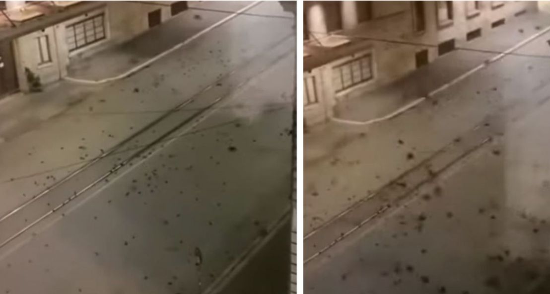 Mii de păsări au murit din cauza focurilor de artificii, în noaptea de Revelion – VIDEO