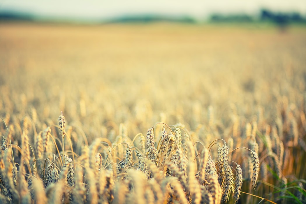 De unde poți achiziționa insecticide agro? De la FITOMAG!