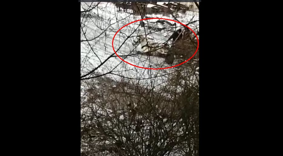 Cal căzut la pământ, biciuit de doi bărbaţi în Hunedoara. Imagini șocante  – VIDEO