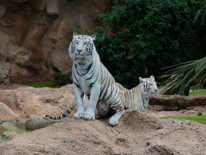 Doi pui de tigru alb ar fi murit de COVID-19 într-o grădină zoologică din Pakistan
