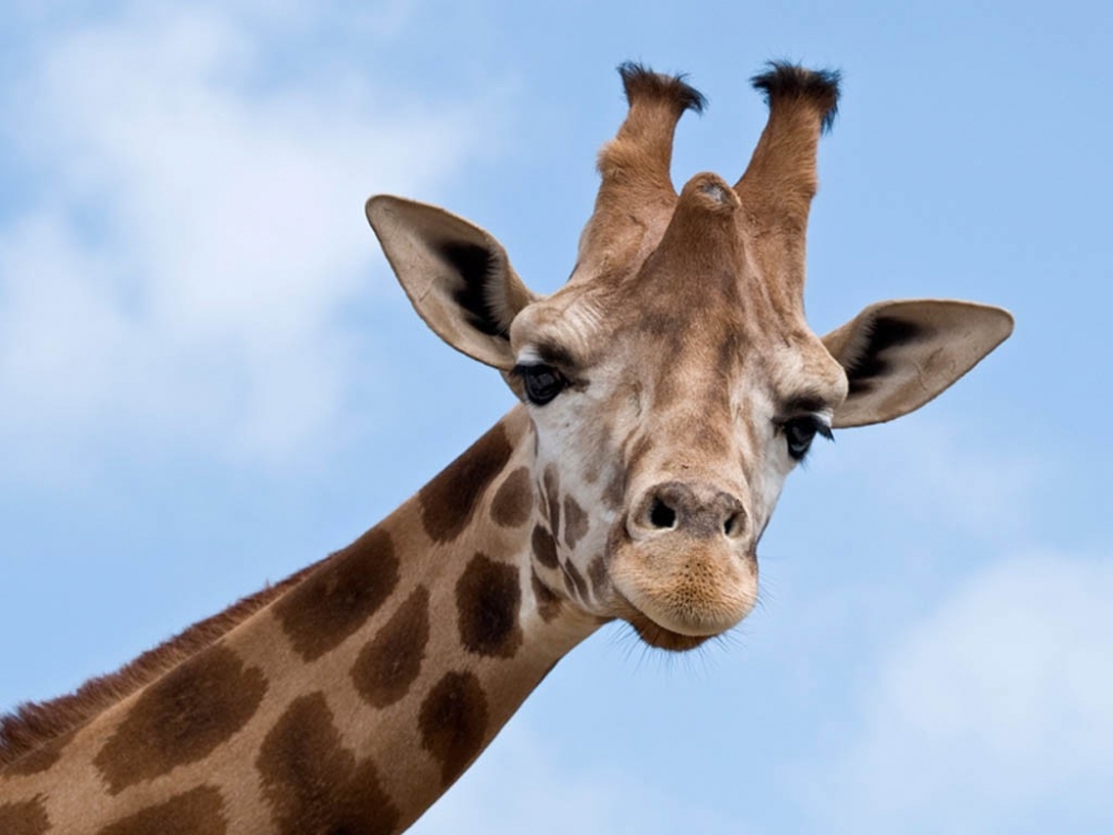 Gina, singura girafă din România, a murit