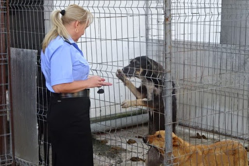 Animalele care sunt în pericol vor fi plasate în adăpost de Poliția Română! Noi reguli privin protecţia acestora
