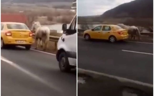Un cal furat a fost transportat cu taxiul peste 40 de kilometri un drum din România – FOTO, VIDEO