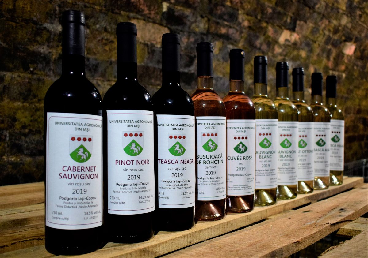 USAMV Iași, singura universitate unde studenții își produc propriul vin de la ”bobiță” (materia primă) până la etichetă 