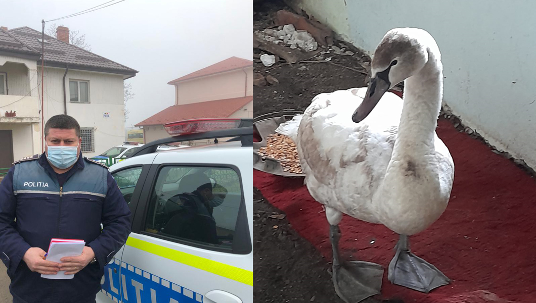 Poliţiştii ieşeni au salvat mai multe lebede. Înaripatele au fost predate în siguranţă la USAMV Iași FOTO