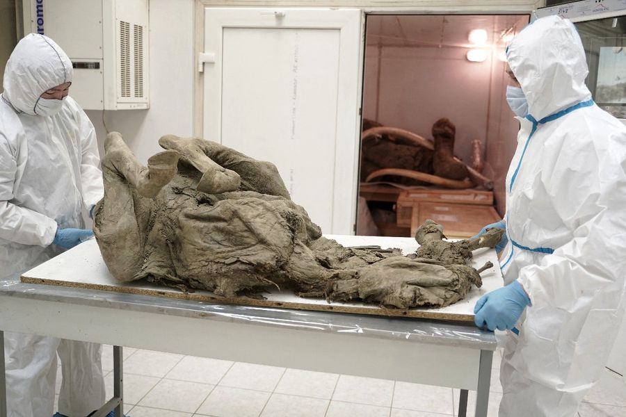 Un laborator controversat din Rusia va studia virusurile descoperite în animalele extrase din permafrost