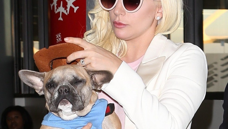 Cainii lui Lady Gaga au fost gasiti. La cine ar putea ajunge recompensa de 500.000 de dolari