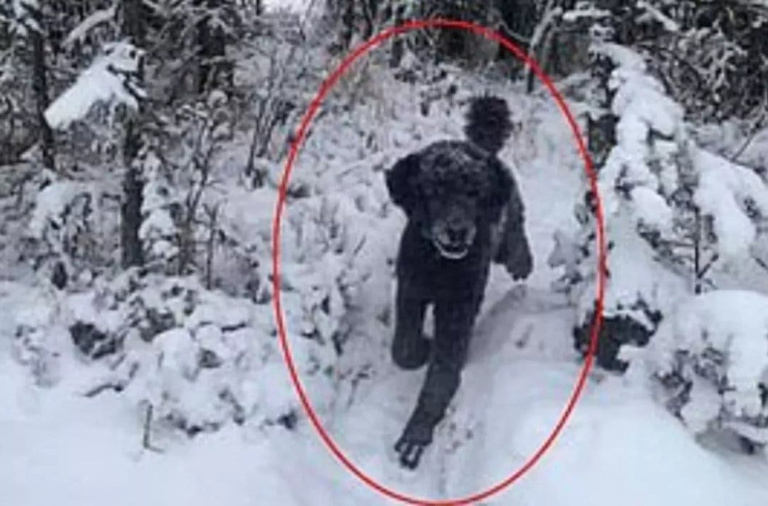 Un câine sau un bărbat? Iluzia optică de sezon care a împărțit internetul în două