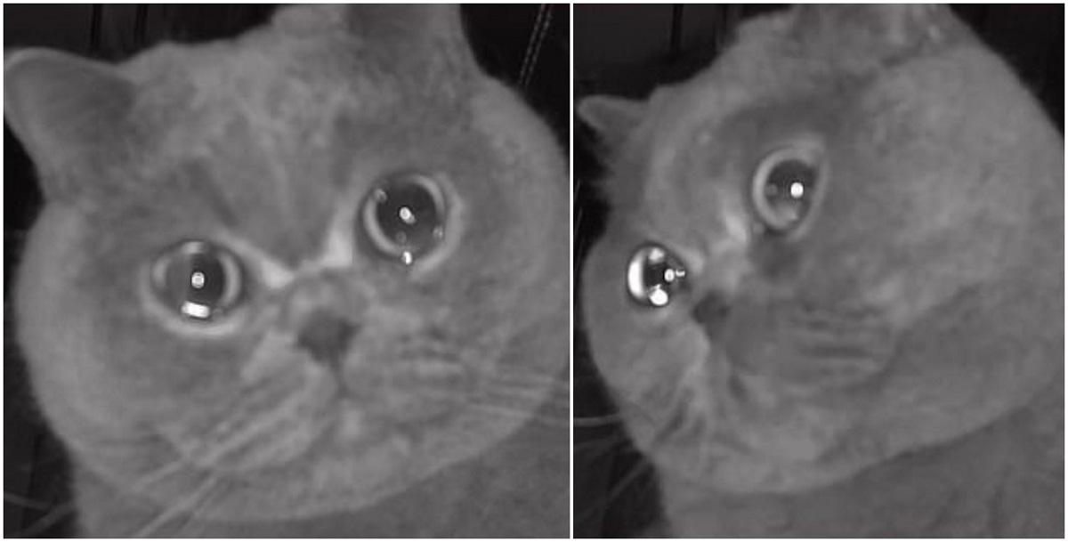 Pisica British Shorthair care plânge. VIDEO viral pe internet