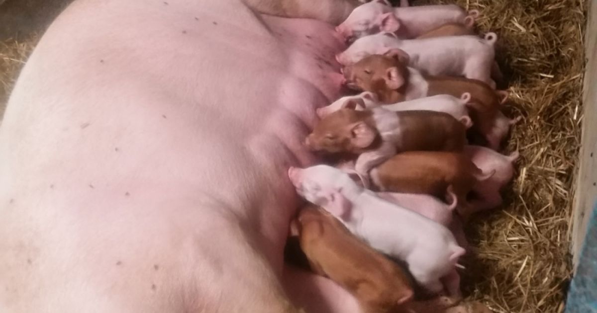 Ce se întâmplă dacă ai mai mult de 5 porci în coteţ? Reglementare prin Ordinul 24