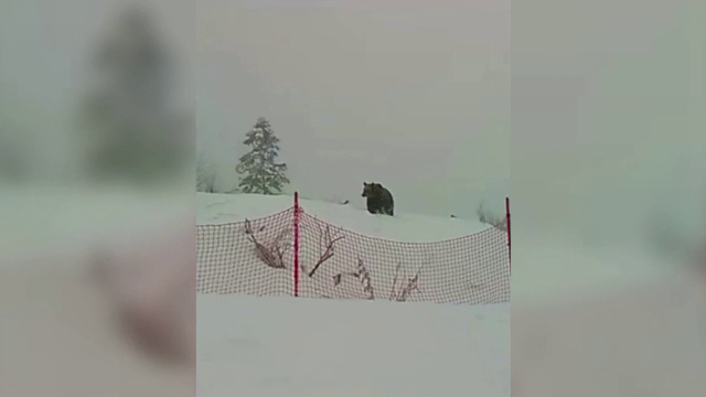 Mesaj Ro-Alert în Predeal, după ce un urs a fost văzut pe o pârtie