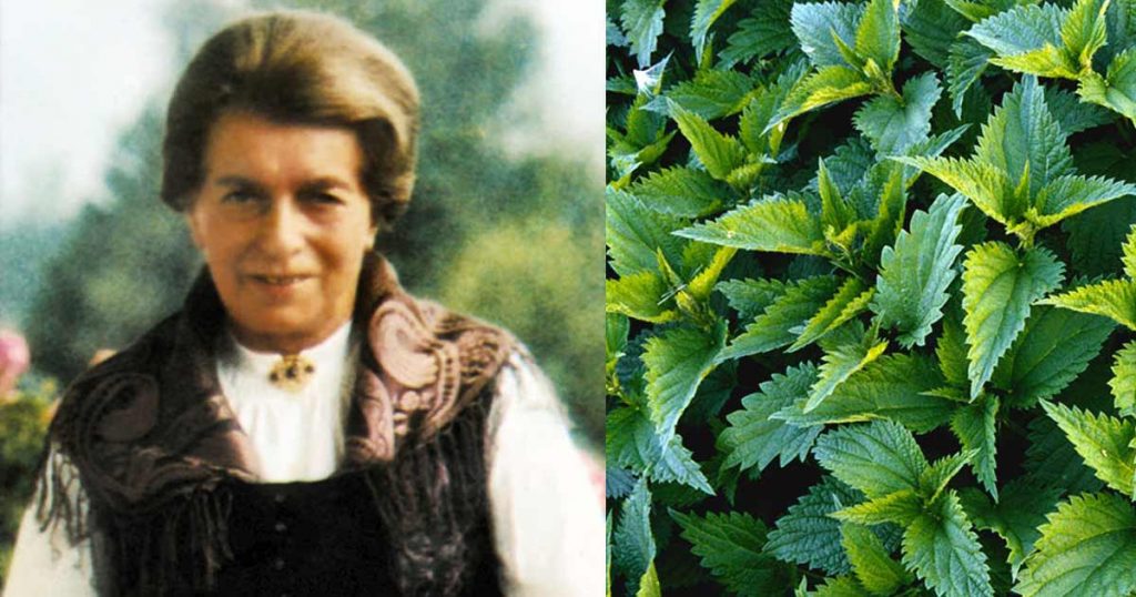 Beneficiile urzicii dezvăluite de Maria Treben: „Dacă oamenii ar ști ce efect tămăduitor are urzica, n-ar mai cultiva decât urzici!”