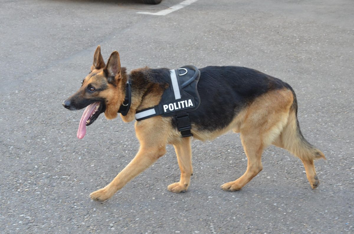 Un ieşean de 40 de ani a fost dat dispărut. Poliţiştii cu câini de urmă efectuează căutări