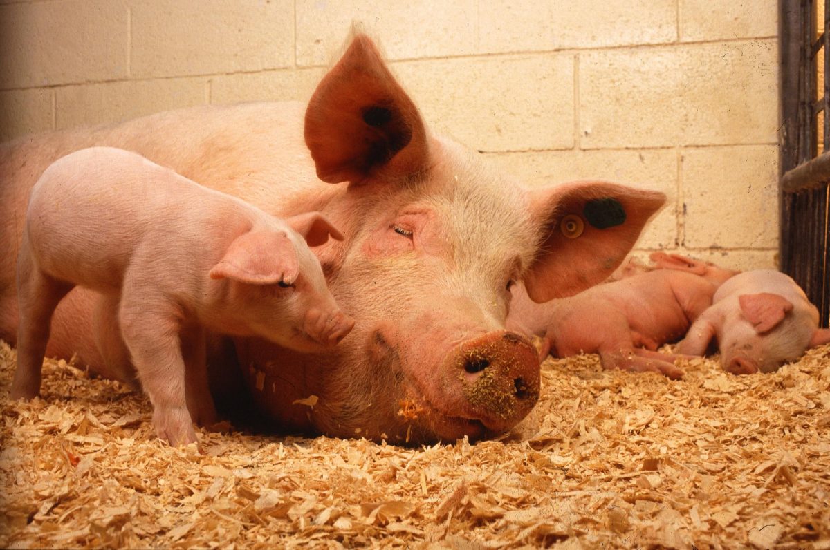 Ce înseamnă când visezi porci. Iată adevărata semnificație din spatele acestui vis