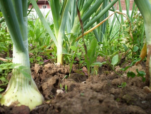 Când se pune ceapa în pământ – Sfaturi de la grădinar priceput