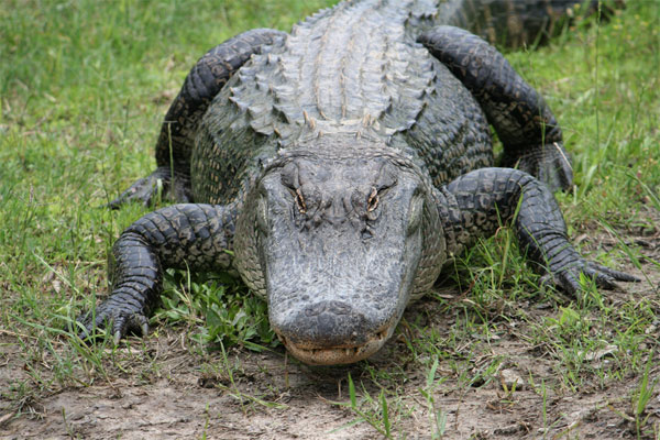 Ce înseamnă dacă visezi crocodili. Semnificația visului