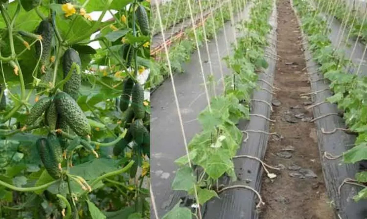Cultivarea castraveților la folie. Așa scapi de buruieni, dar și de udatul excesiv