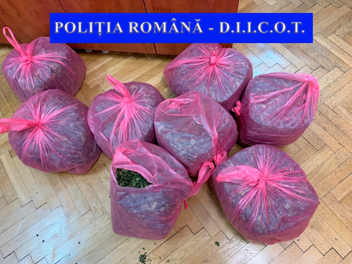 „Frunzele de ceai” i-au adus peste 8 ani de pușcărie! Ieșeanul prins cu cea mai mare cantitate de droguri a fost condamnat definitiv!