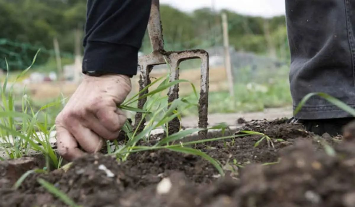 Cum scapi definitiv de buruieni. Astfel, vei avea o grădină curată