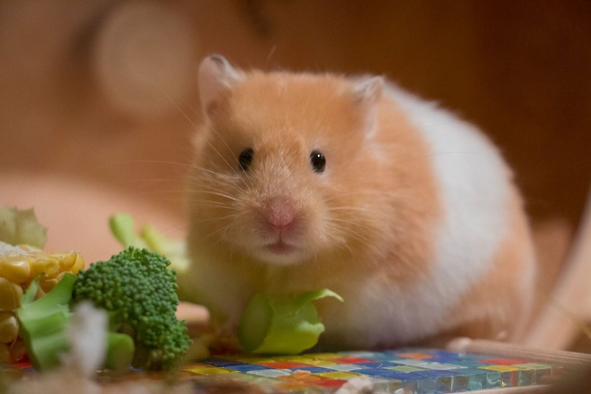 Vaccin anti-covid făcut din celule de hamster. Ce eficacitate are