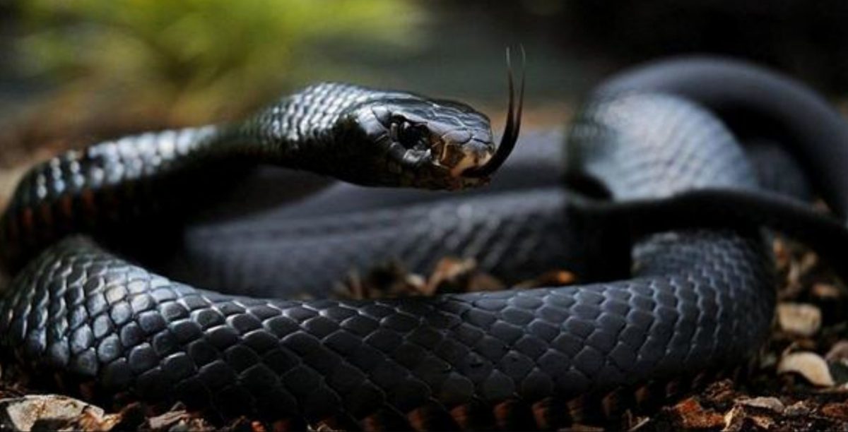 Interpretare vise șarpe – cum poate fi tălmăcită apariția acestei reptile