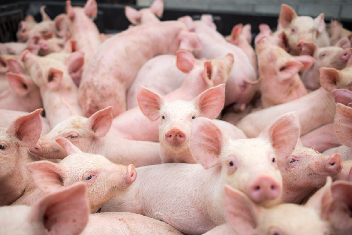 Focare de pestă porcină au apărut în mai multe județe din România