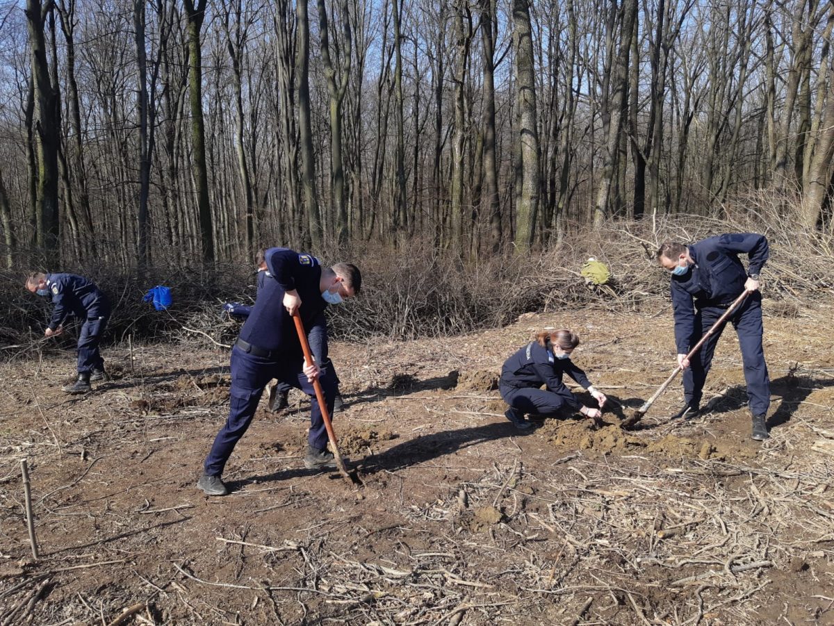 Jandarmeria Română a sărbătorit împlinirea a 171 de ani de la înființare prin plantarea a 171 de stejari – FOTO