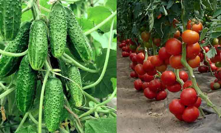 Apă, drojdie şi zahăr: 3 ingrediente pe care toată lumea le are la îndemână, pentru o recoltă bogată de castraveţi şi roşii