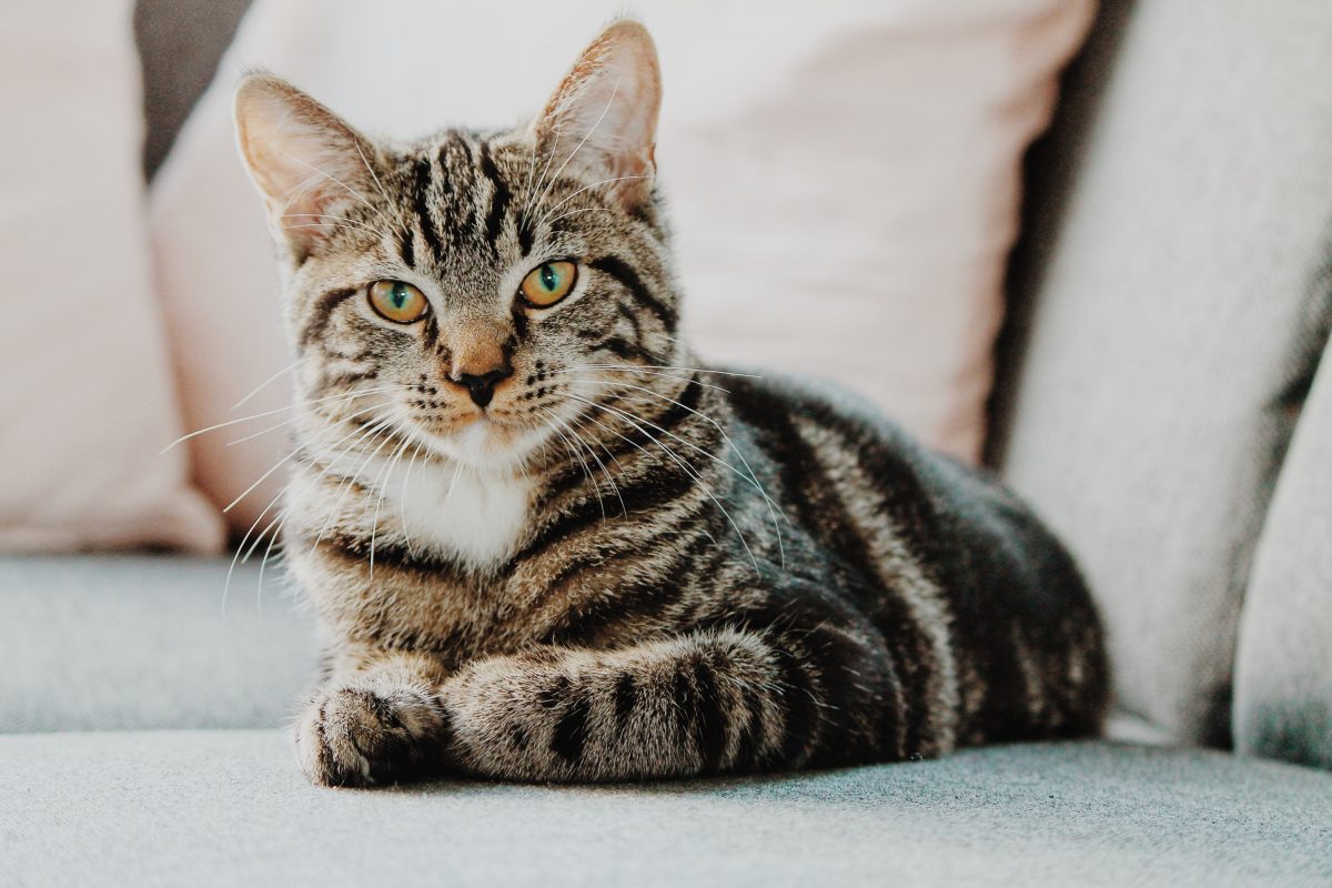Se poate steriliza o pisică în călduri? Ce spun medicii veterinari