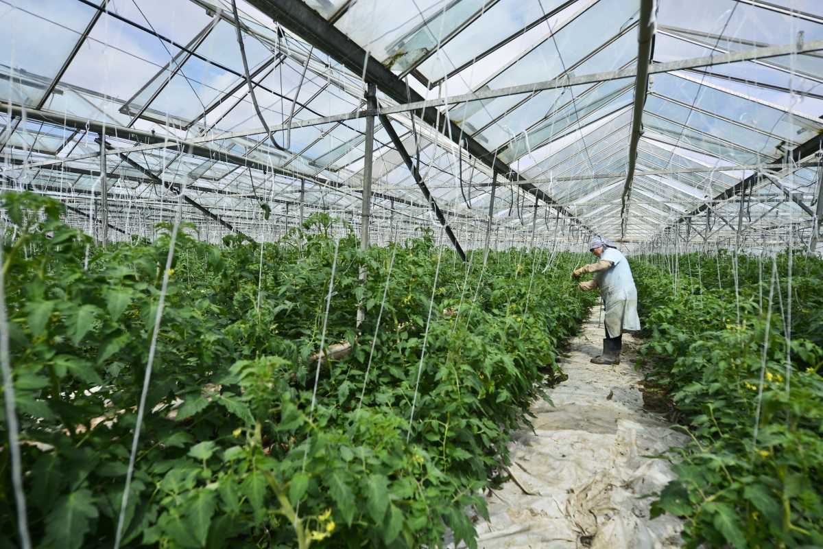 Legumicultorii din Iași vor primi mai puțini bani de la stat pentru legumele din solarii. Ajutorul de minimis acordat în anul 2021 a fost redus la 2.000 de euro