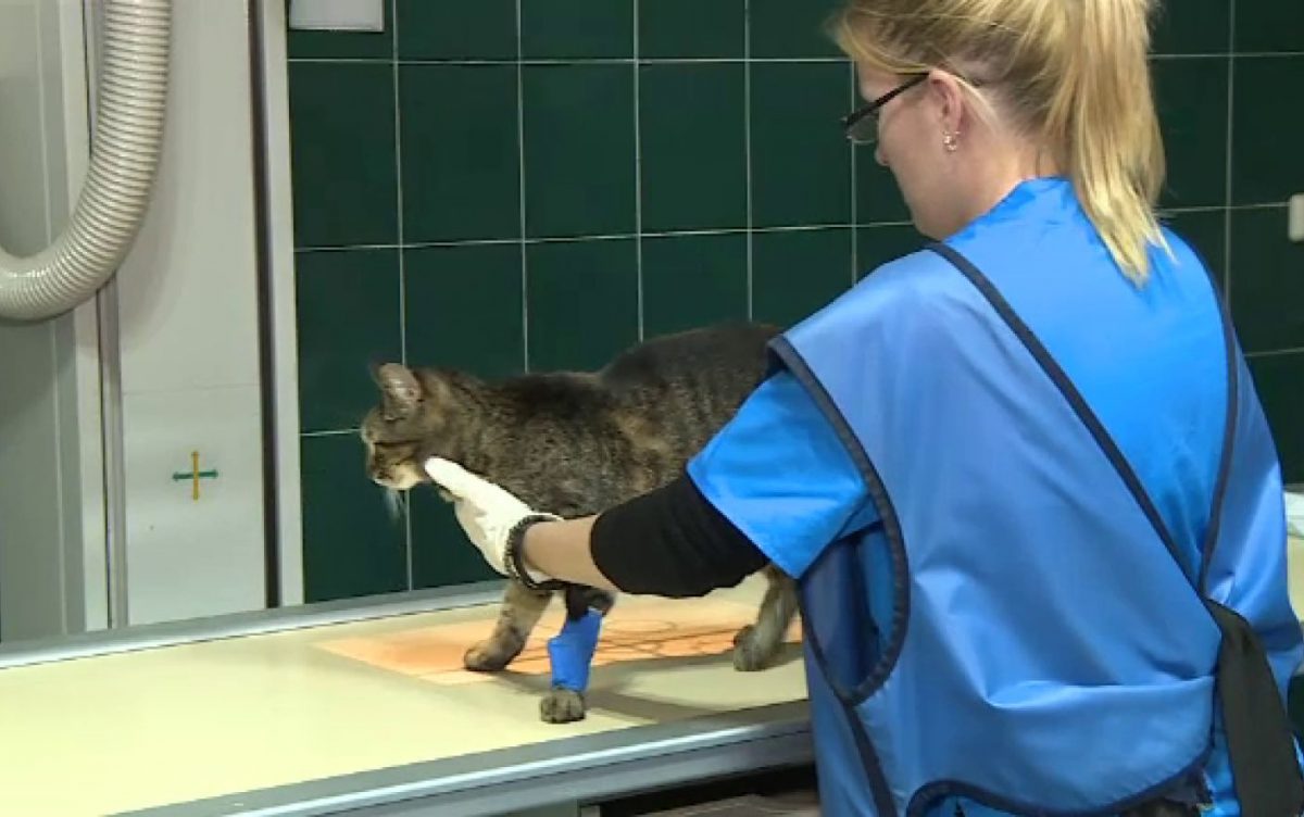 Primul Spital Veterinar de Urgență pentru animale de companie din Moldova, deschis de USAMV Iași