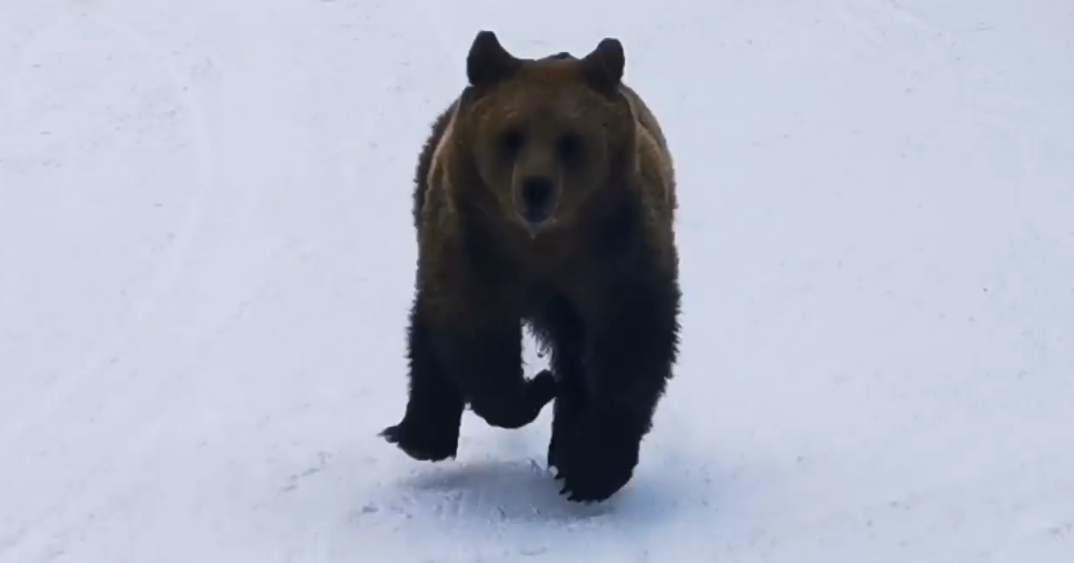 Un schior din Predeal a filmat un urs, care se afla pe urmele lui. Totul a avut loc pe pârtia Cocoșul – VIDEO