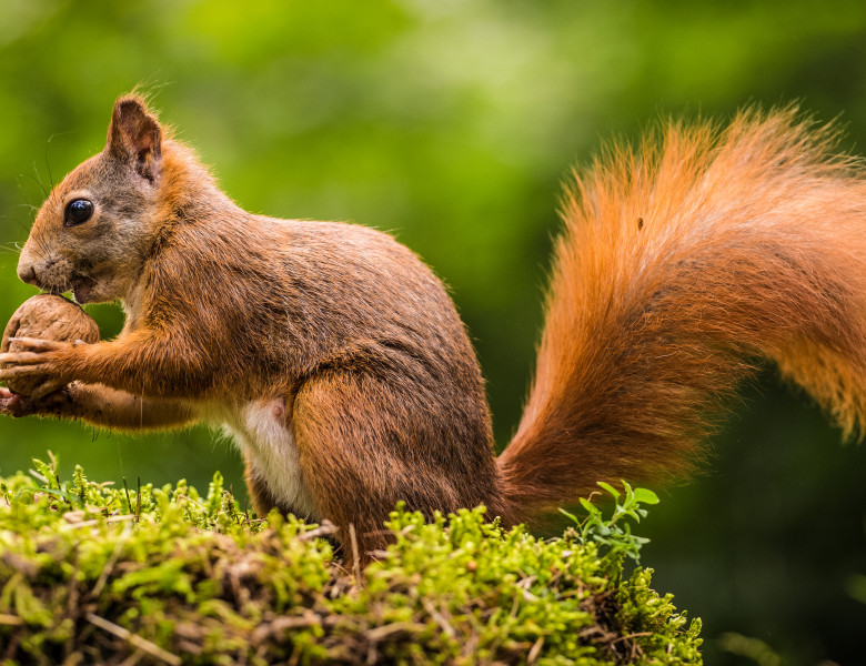 Ce mănâncă veverița: cu ce o poți hrănii în parc sau acasă • Buna ...
